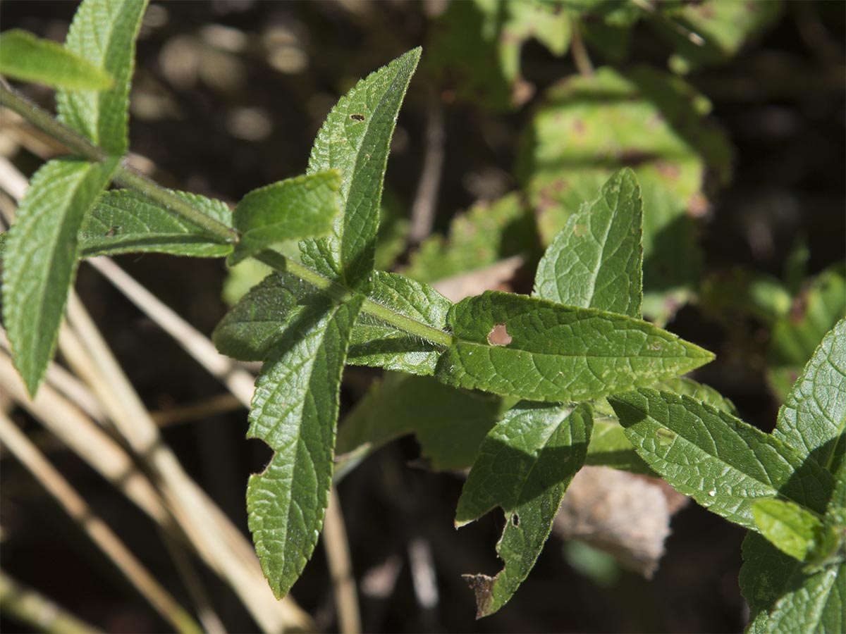 Stachys palustris